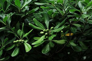 《合金装备3：重制版》秘密剧场为何坚持保留原版风格